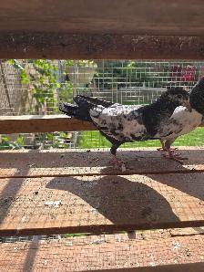 Pakistani pigeon for sale - Photo 8