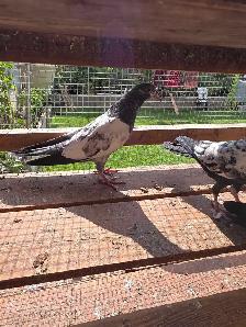Pakistani pigeon for sale - Photo 9