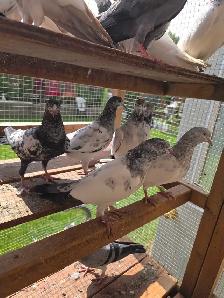 Pakistani pigeon for sale - Photo 10