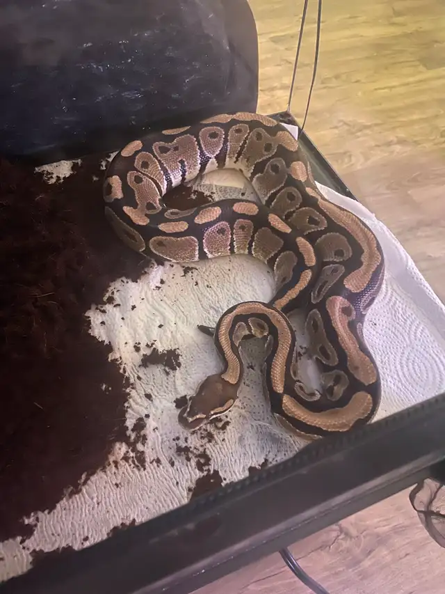 Ball Python - Adult Female (11 y/o) for Rehoming