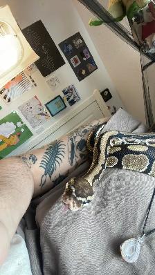 Ball Python - Adult Female (11 y/o) for Rehoming - Photo 2