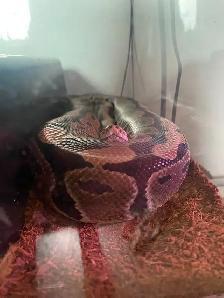 Ball Python - Adult Female (11 y/o) for Rehoming - Photo 3
