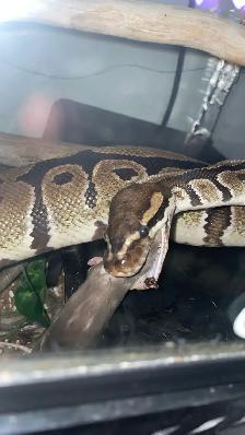 Ball Python - Adult Female (11 y/o) for Rehoming - Photo 4