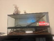 Ball Python - Adult Female (11 y/o) for Rehoming - Photo 5