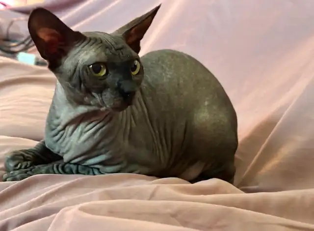 Sphynx male