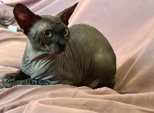Sphynx male