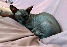 Sphynx male - Photo 2