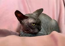 Sphynx male - Photo 3