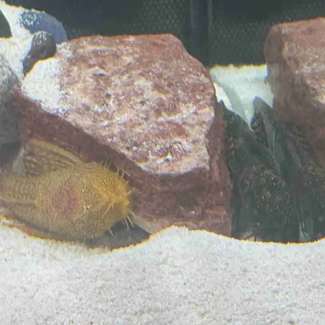 Longfin Bristlenose Plecos