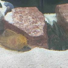 Longfin Bristlenose Plecos