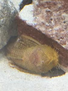 Longfin Bristlenose Plecos - Photo 2