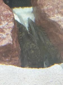 Longfin Bristlenose Plecos - Photo 3