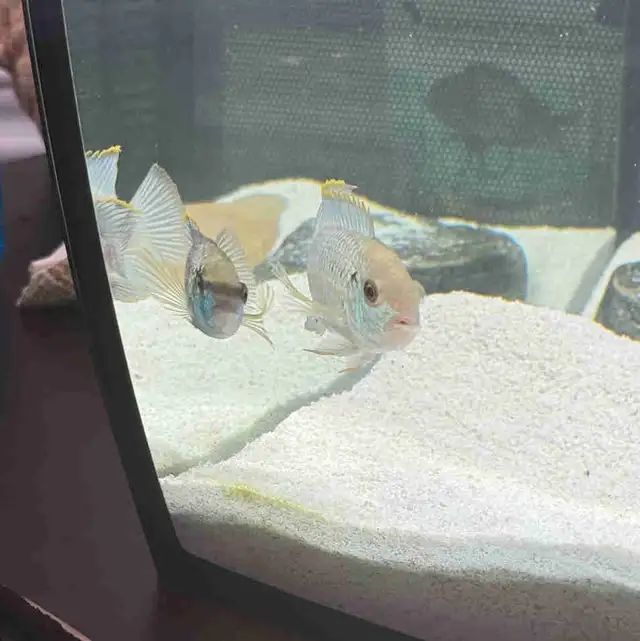 Electric Blue Acara Breeding Pair