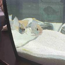 Electric Blue Acara Breeding Pair