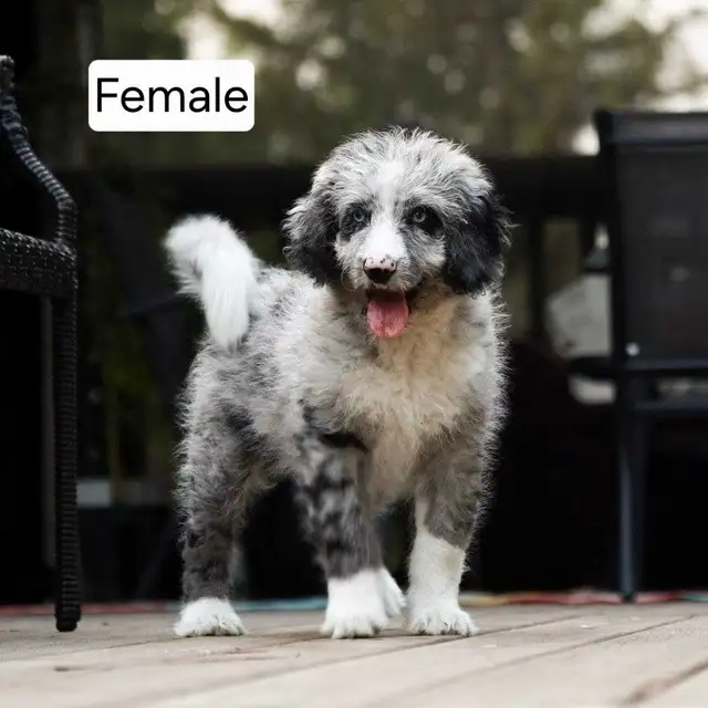 Cute Bernedoodle Puppies