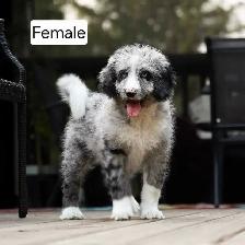 Cute Bernedoodle Puppies