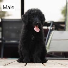 Cute Bernedoodle Puppies - Photo 2