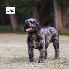 Cute Bernedoodle Puppies - Photo 3