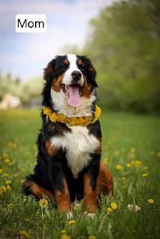 Cute Bernedoodle Puppies - Photo 4