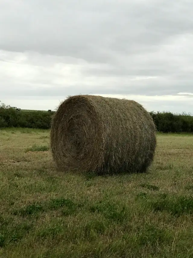 2026 hay crop Bales for sale