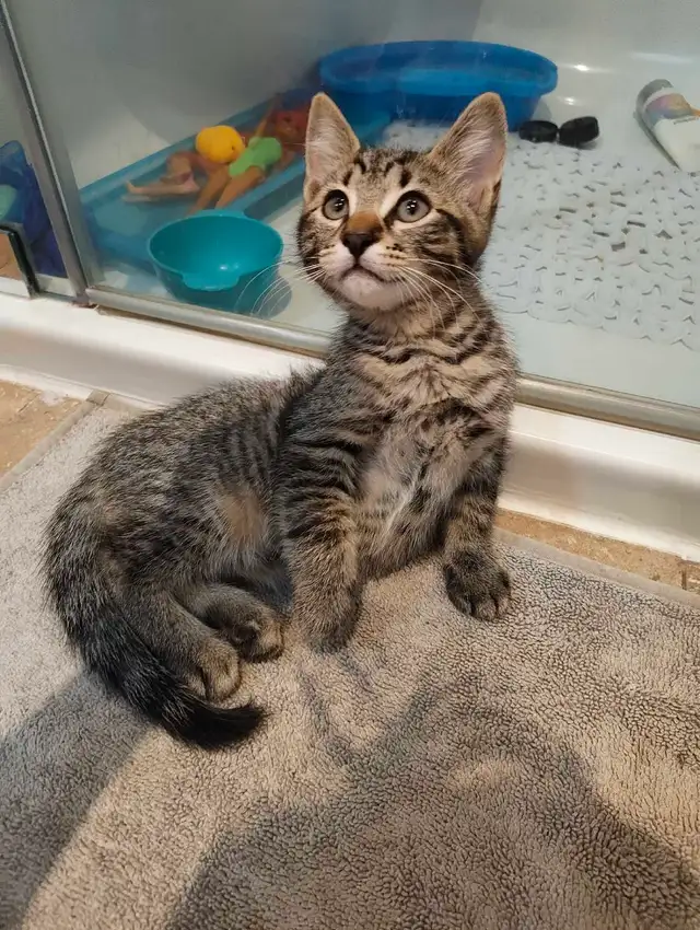 Beautiful Kitties