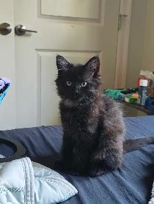 Beautiful Kitties - Photo 2