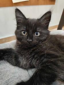 Beautiful Kitties - Photo 3