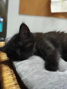 Beautiful Kitties - Photo 4