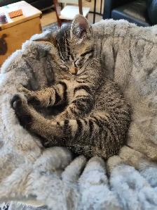 Beautiful Kitties - Photo 5