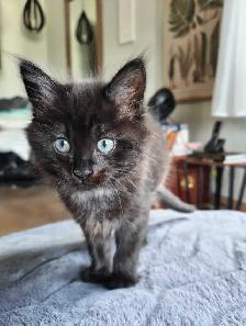 Beautiful Kitties - Photo 6