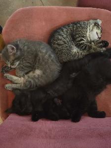 Beautiful Kitties - Photo 7