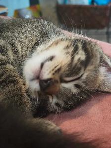 Beautiful Kitties - Photo 8