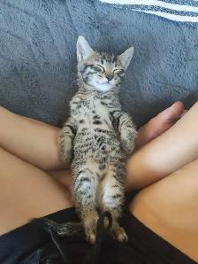 Beautiful Kitties - Photo 9