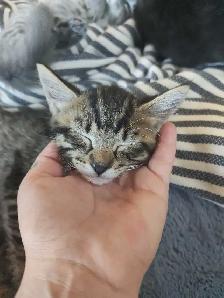 Beautiful Kitties - Photo 10