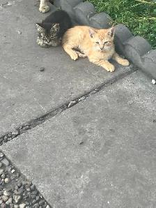 barn kittens