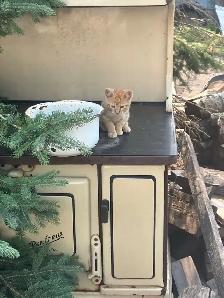 barn kittens - Photo 2