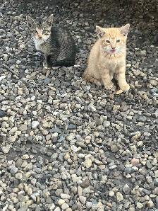 barn kittens - Photo 3