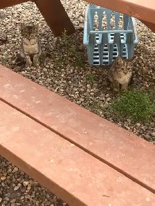 barn kittens - Photo 4