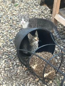 barn kittens - Photo 5