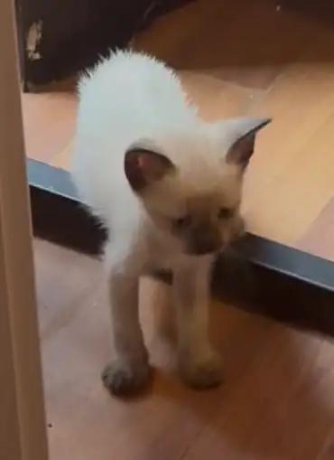 Pure bred Siamese Kittens ready to go