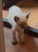 Pure bred Siamese Kittens ready to go