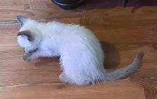 Pure bred Siamese Kittens ready to go - Photo 2
