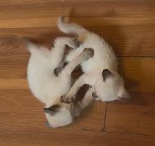 Pure bred Siamese Kittens ready to go - Photo 3