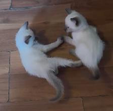 Pure bred Siamese Kittens ready to go - Photo 4