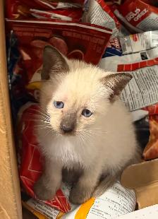 Pure bred Siamese Kittens ready to go - Photo 5