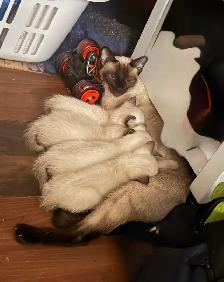 Pure bred Siamese Kittens ready to go - Photo 6
