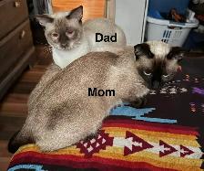 Pure bred Siamese Kittens ready to go - Photo 7