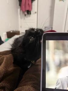 ISO: Quiet Respectful Couple & Support Kitten, In Need Of Home! - Photo 2