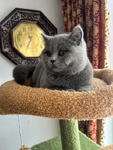 Scottish Fold and Scottish Straight kittens CCA/AFC registered - Photo 6