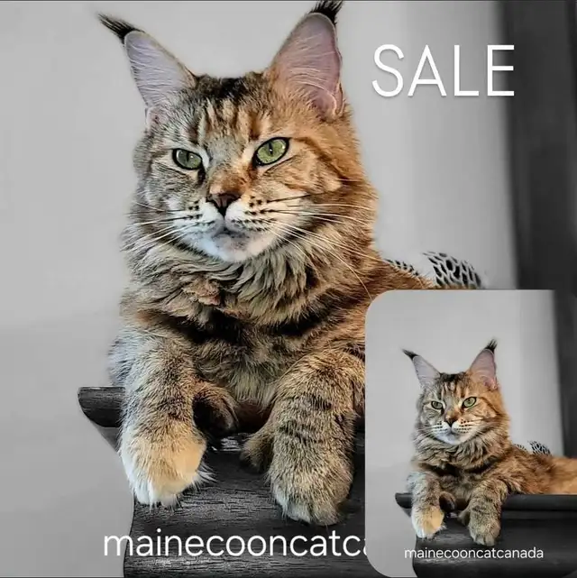 YOUNG ADULT MAINE COON POLYDACTYL